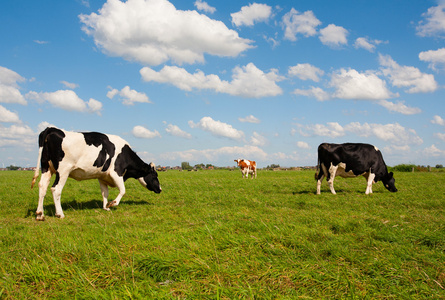 云农场APP开发能为畜牧业人员带来那些改变？有哪些功能？